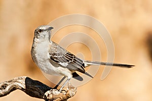 Northern Mockingbird photo