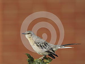 Northern Mockingbird