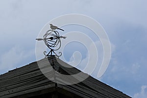 Northern Mockingbird