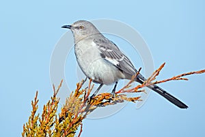 Northern Mockingbird photo