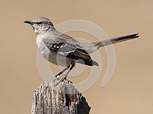 Northern Mockingbird photo