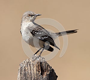 Northern Mockingbird