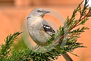 Northern Mockingbird photo