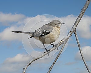 Northern mockingbird, binomial name Mimus polyglottos, perched on a tree limb in Dallas, Texas.