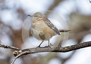 Northern mockingbird, binomial name Mimus polyglottos, perched on a tree limb in Dallas, Texas.