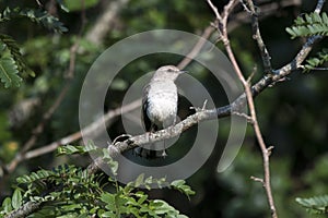 Northern Mockingbird Bird, Walton County GA