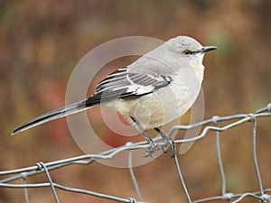 Northern Mockingbird closeup on a wire fence