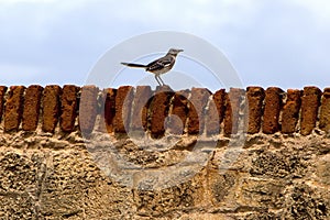 Northern Mockingbird on a fortress barrier