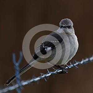 Northern mockingbird glaring from barbed wire perch