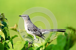 Northern Mockingbird photo