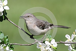 Northern Mockingbird (Mimus polyglottos) photo