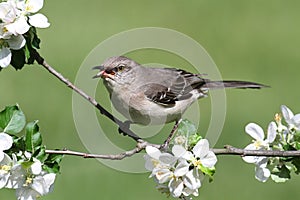 Northern Mockingbird (Mimus polyglottos) photo