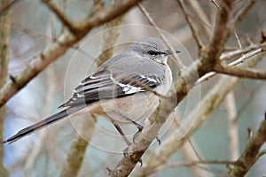 Northern mockingbird mimus polyglottos perched on a branch in winter