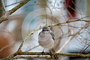 Northern mockingbird mimus polyglottos perched on a tree branch in winter