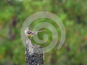 Northern Mockingbird, Mimus polyglottos, perched on a tree stump against a forest background