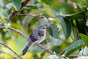 Northern Mockingbird Mimus Polyglottos perched in a tree