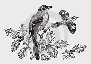 Northern mockingbird mimus polyglottos sitting on a holly plant and eating a berry photo