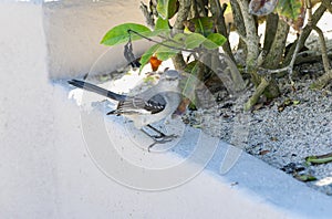 A northern mockingbird, Mimus polyglottos, standing on a white cement wall in Mexico