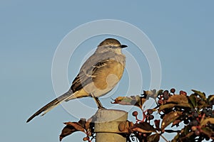 Northern Mockingbird in morning light photo