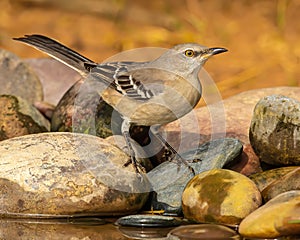 Northern Mockingbird pauses on rocks before taking drink at water hole