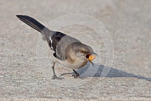 Northern Mockingbird with a Peanut in it`s Mouth