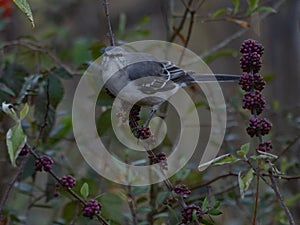 Northern Mockingbird Perched on an American Beautyberry Plant with Purple Berries