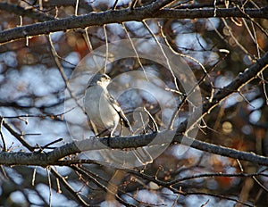 Northern Mockingbird perched in an autumn tree closeup