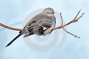 Northern Mockingbird - Mimus polyglottos photo