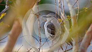 Northern mockingbird perched in early spring