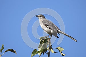 Northern Mockingbird perched on tree top against blue sky
