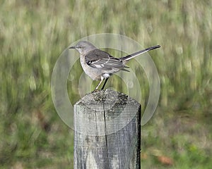 Northern mockingbird perched on a wooden fence pole near White Rock Lake in Dallas, Texas.