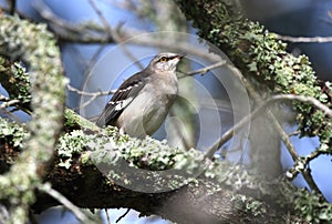 Northern Mockingbird at Pinckney Island National Wildlife Refuge photo