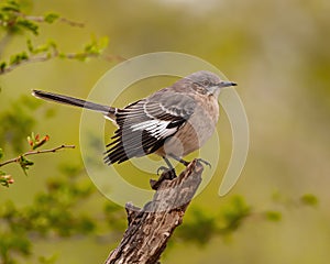 Northern Mockingbird poses for portrait while standing at top of tree stump