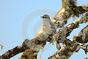 Northern mockingbird singing on a branch