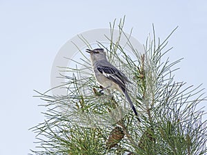 Northern Mockingbird Singing for a Mate