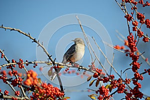 Northern Mockingbird on a tree branch with red berries