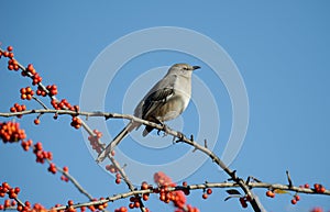 Northern Mockingbird on a tree branch with red berries