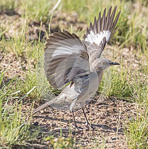 Northern Mockingbird Wings Stretched Fully