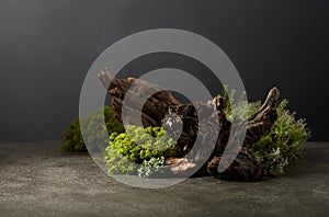 Northern natural composition with lichen, moss, branches and driftwood