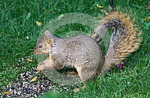 Northern Ohio Squirrel