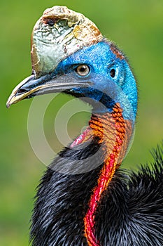 Northern or One-wattled Cassowary