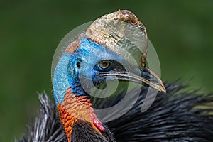 Northern or One-wattled Cassowary