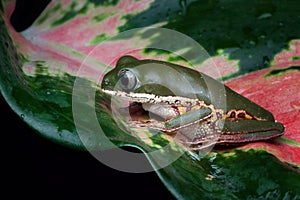Northern orange-legged leaf frog or tiger-legged monkey frog closeup on green leaves