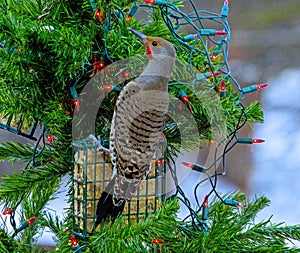 Northern in the Outdoor Christmas Lights