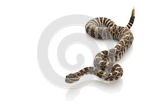 Northern Pacific Rattlesnake