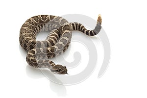 Northern Pacific Rattlesnake