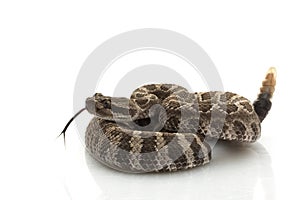 Northern Pacific Rattlesnake