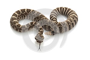 Northern Pacific Rattlesnake