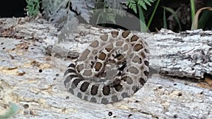 Northern Pacific Rattlesnake Crotalus oreganus