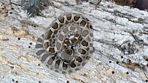 Northern Pacific Rattlesnake Crotalus oreganus overhead